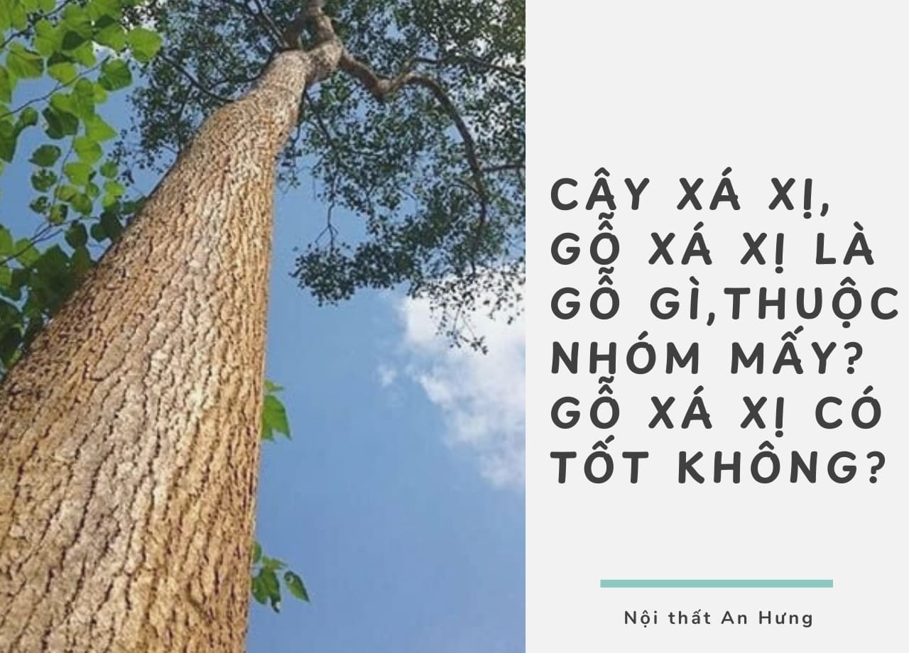 Cây xá xị, Gỗ xá xị là gỗ gì, thuộc nhóm mấy? gỗ xá xị có tốt không?