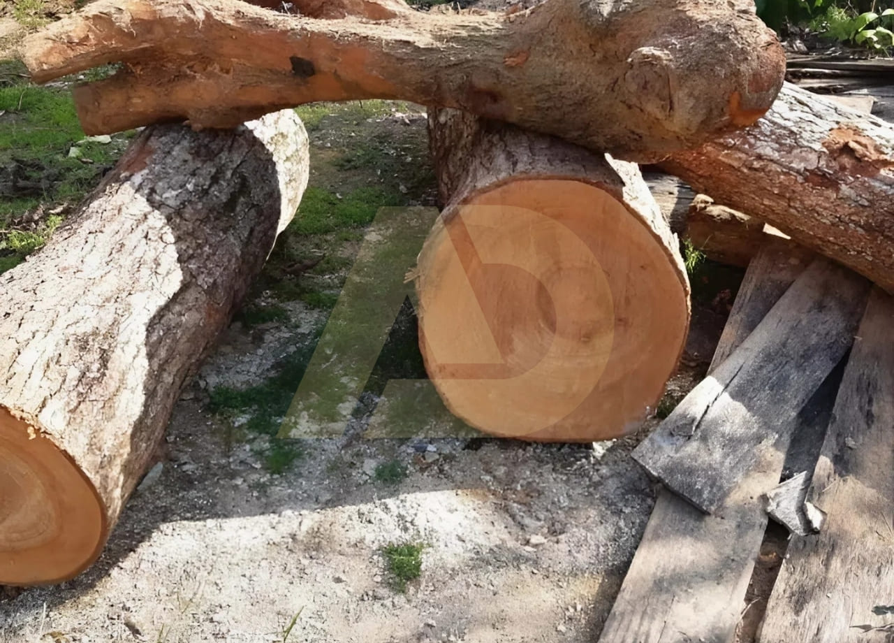 mẫu 2