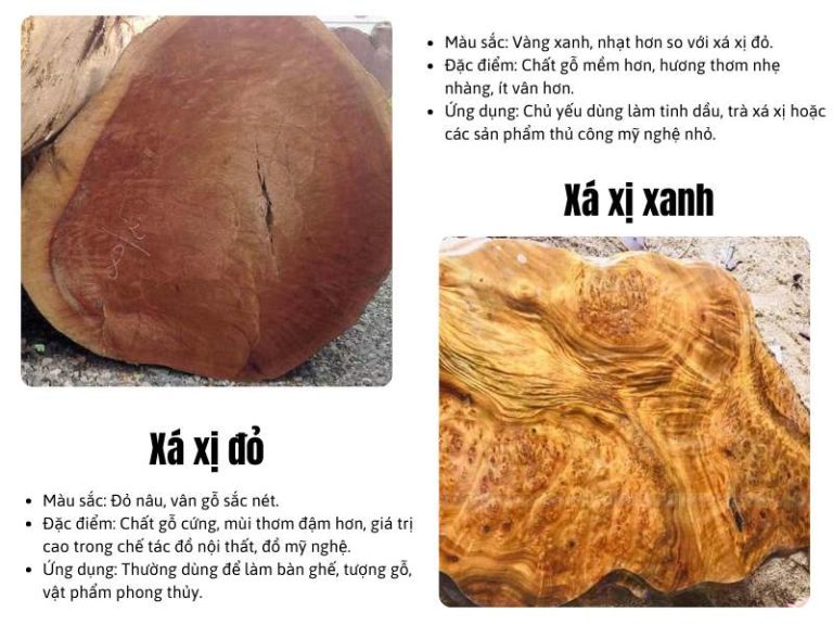 mẫu 5