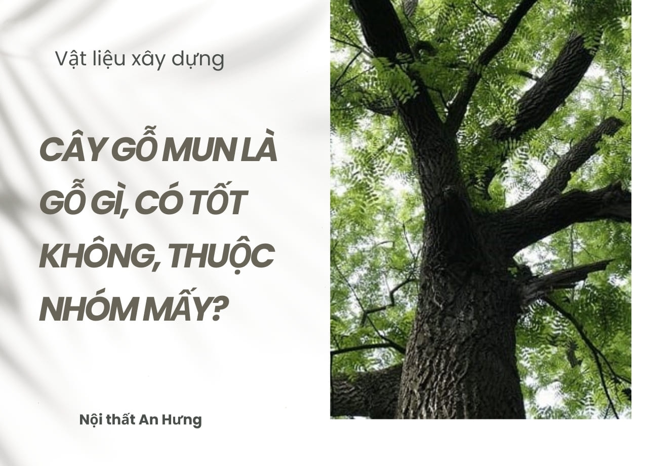 Cây Gỗ mun là gỗ gì, có tốt không, thuộc nhóm mấy?