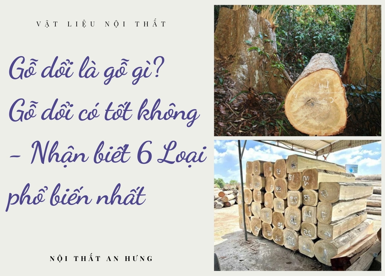 Gỗ dổi là gỗ gì? Gỗ dổi có tốt không - Nhận biết 6 Loại phổ biến nhất