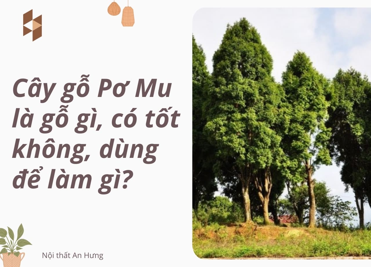 Cây gỗ Pơ Mu là gỗ gì, có tốt không, dùng để làm gì?