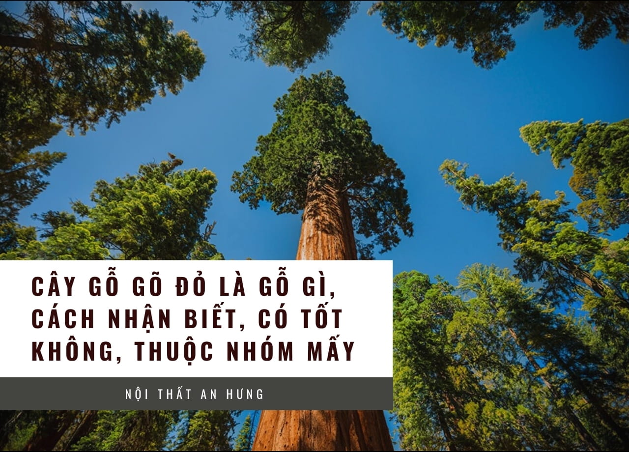 Cây gỗ gõ đỏ là gỗ gì, cách nhận biết, có tốt không, thuộc nhóm mấy