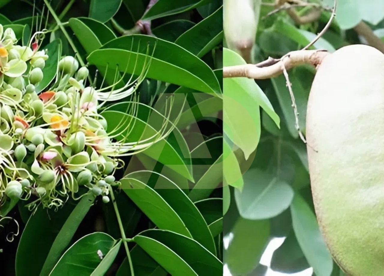 mẫu 2