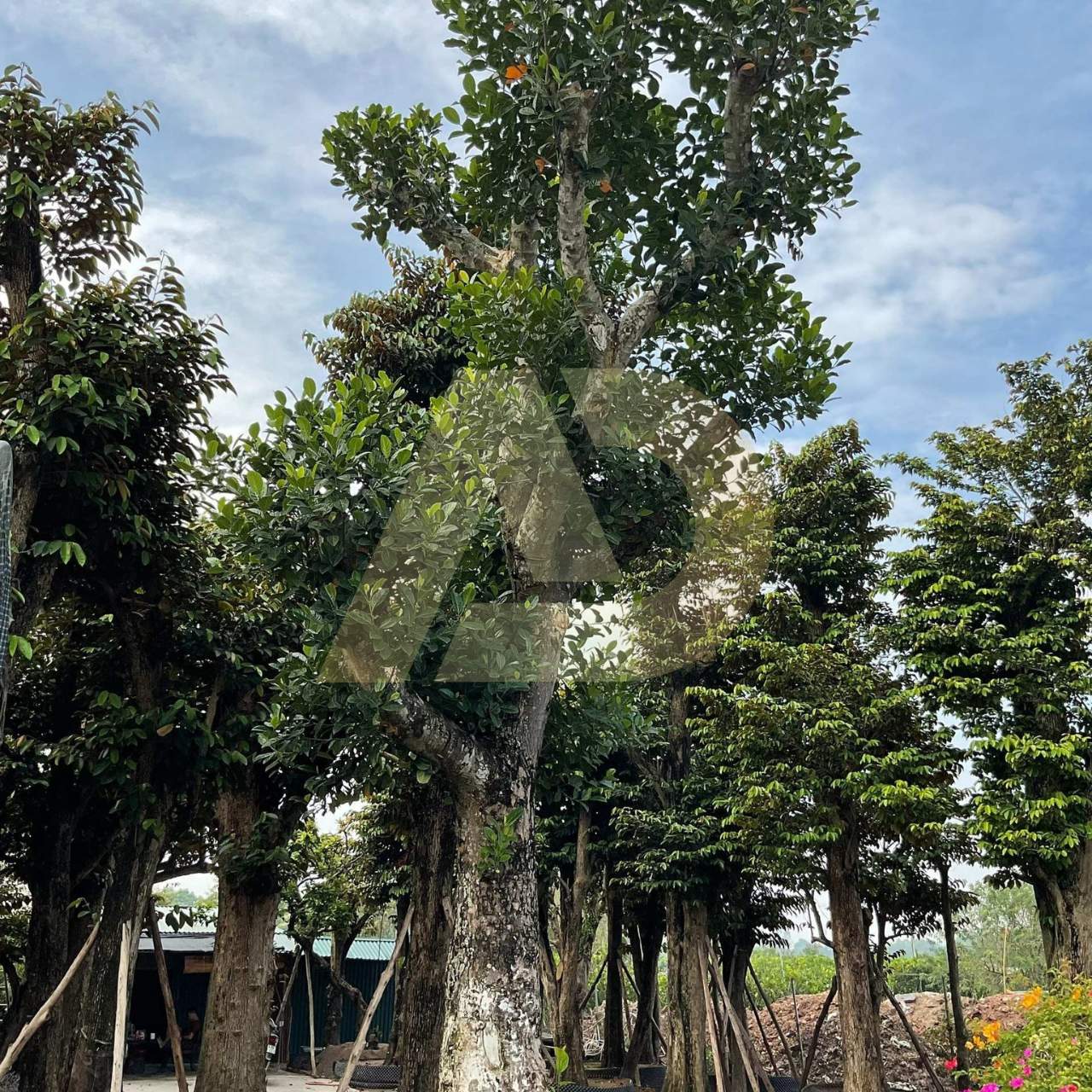 mẫu 9