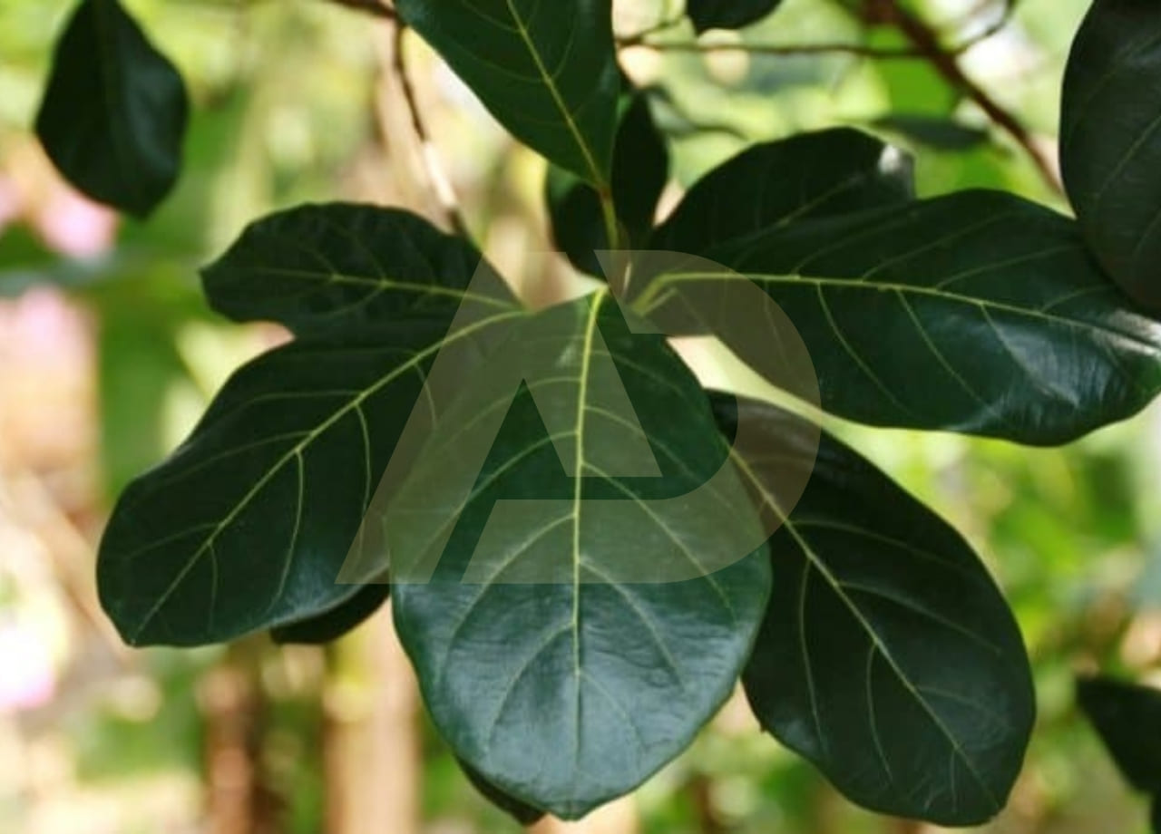 mẫu 4