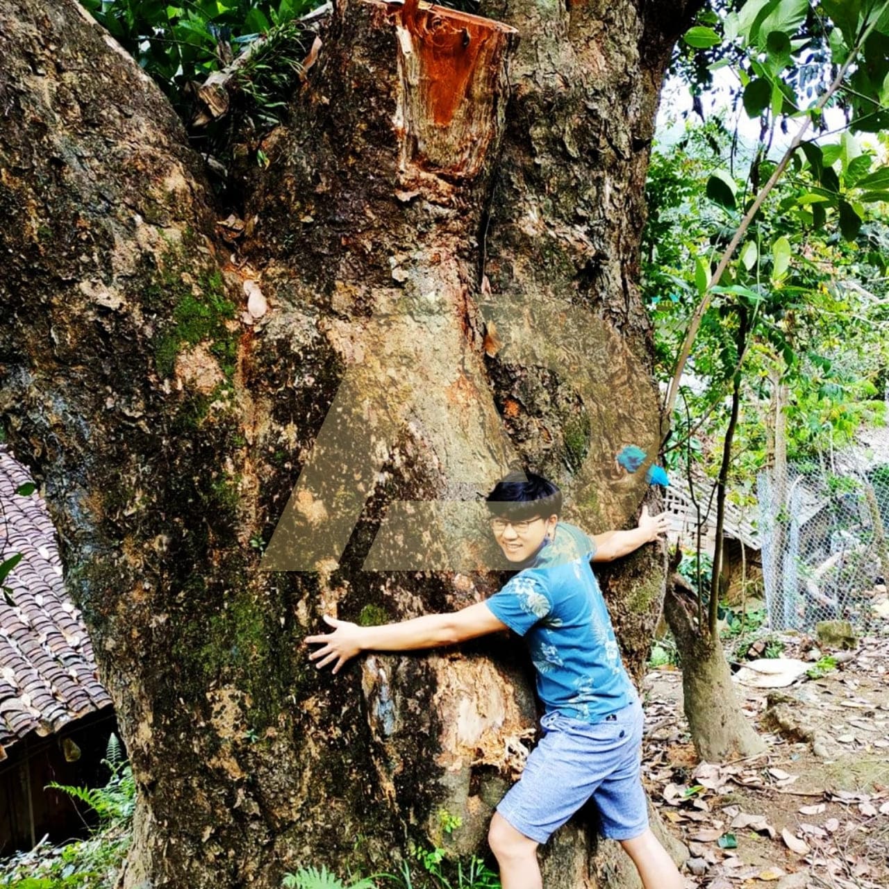mẫu 2