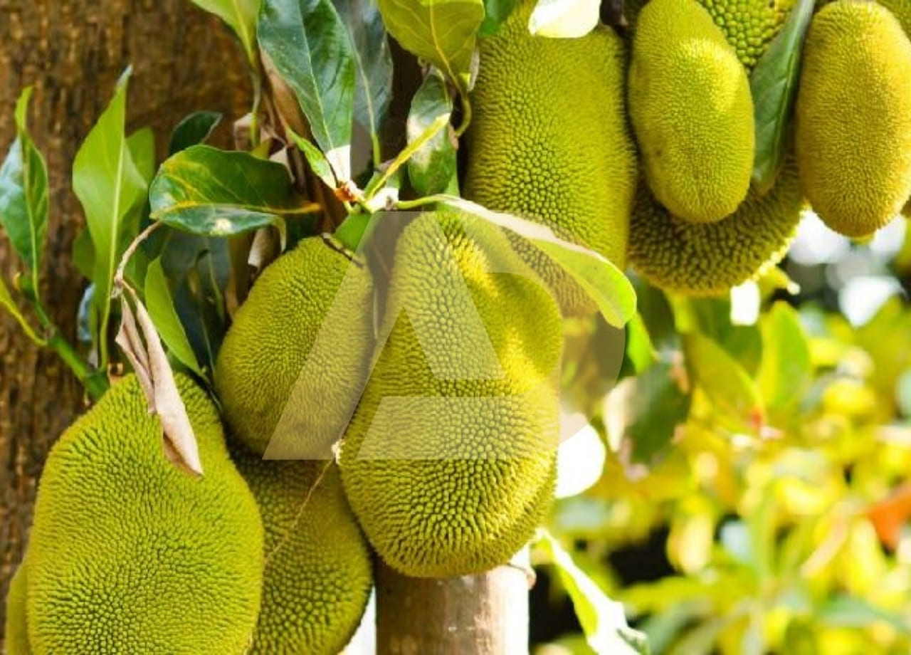 mẫu 6