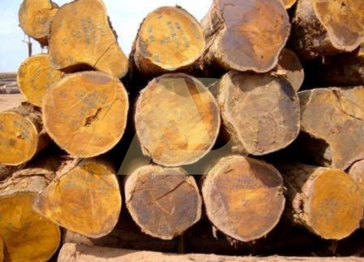 mẫu 12