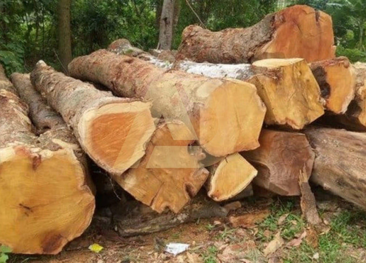 mẫu 11
