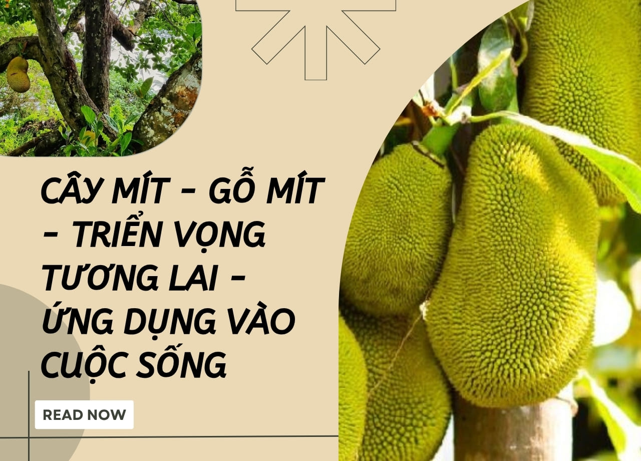 mẫu 1