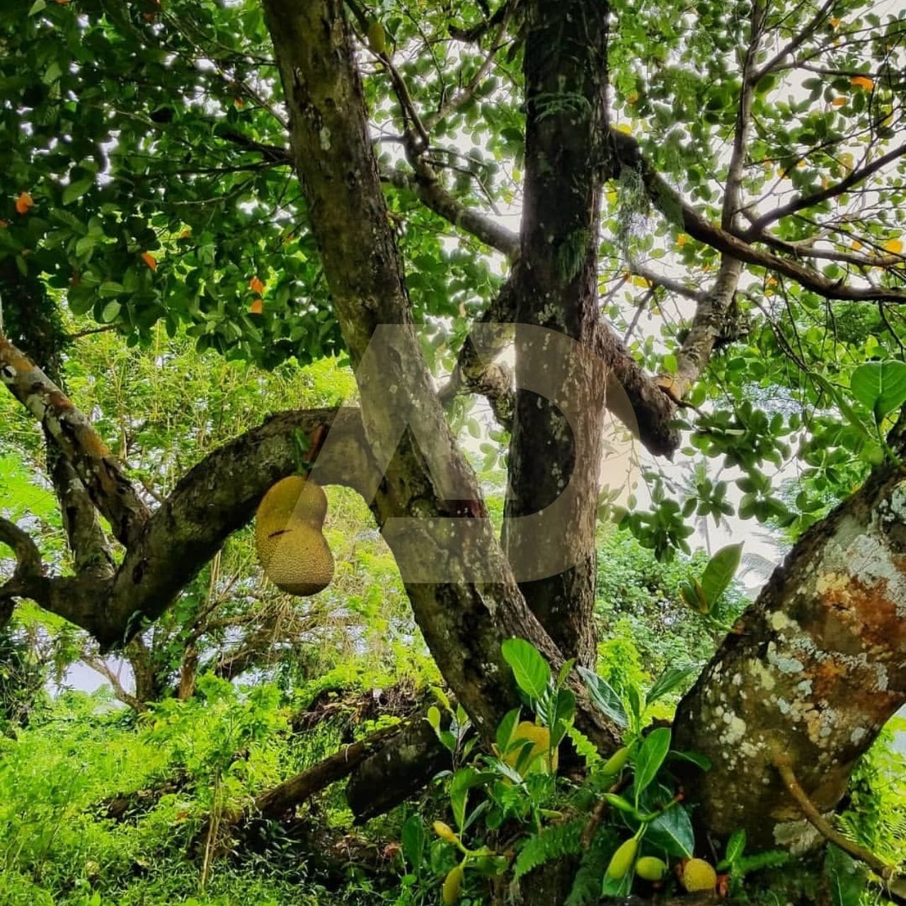 mẫu 3