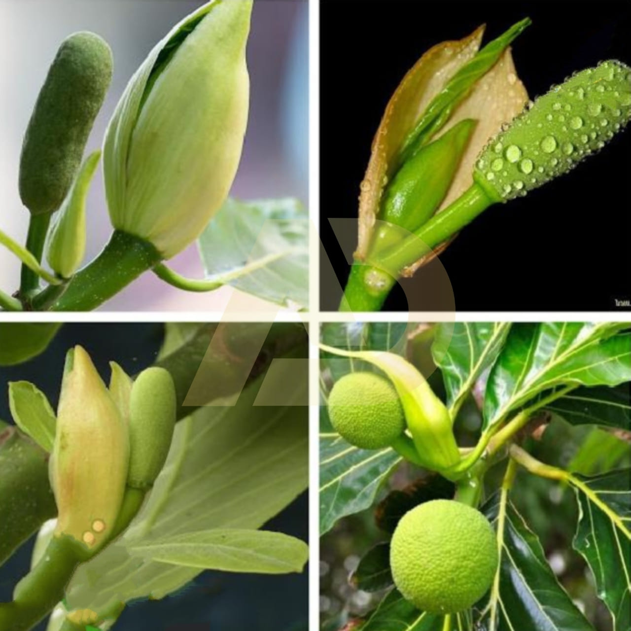 mẫu 5
