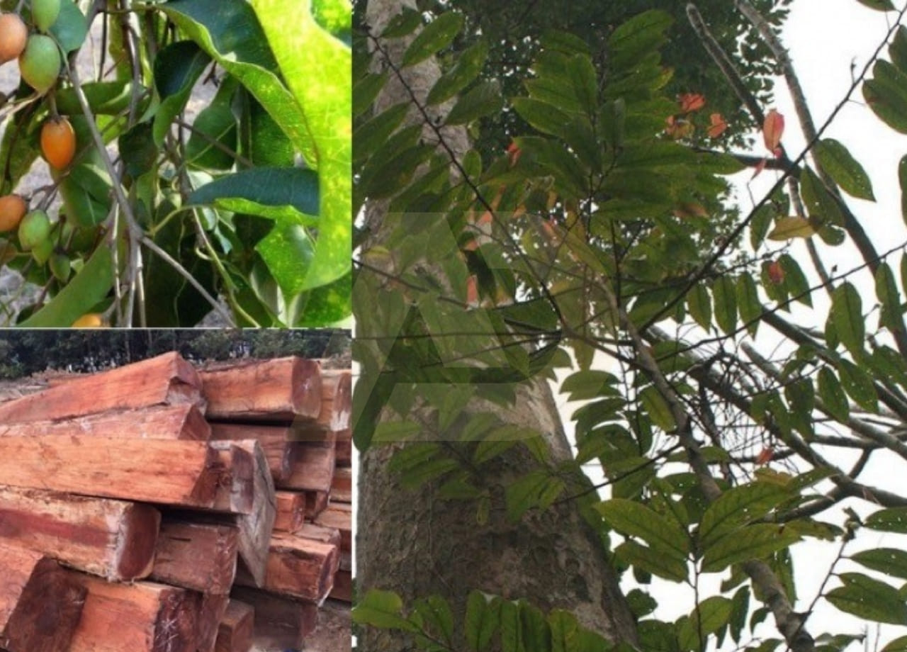 mẫu 3