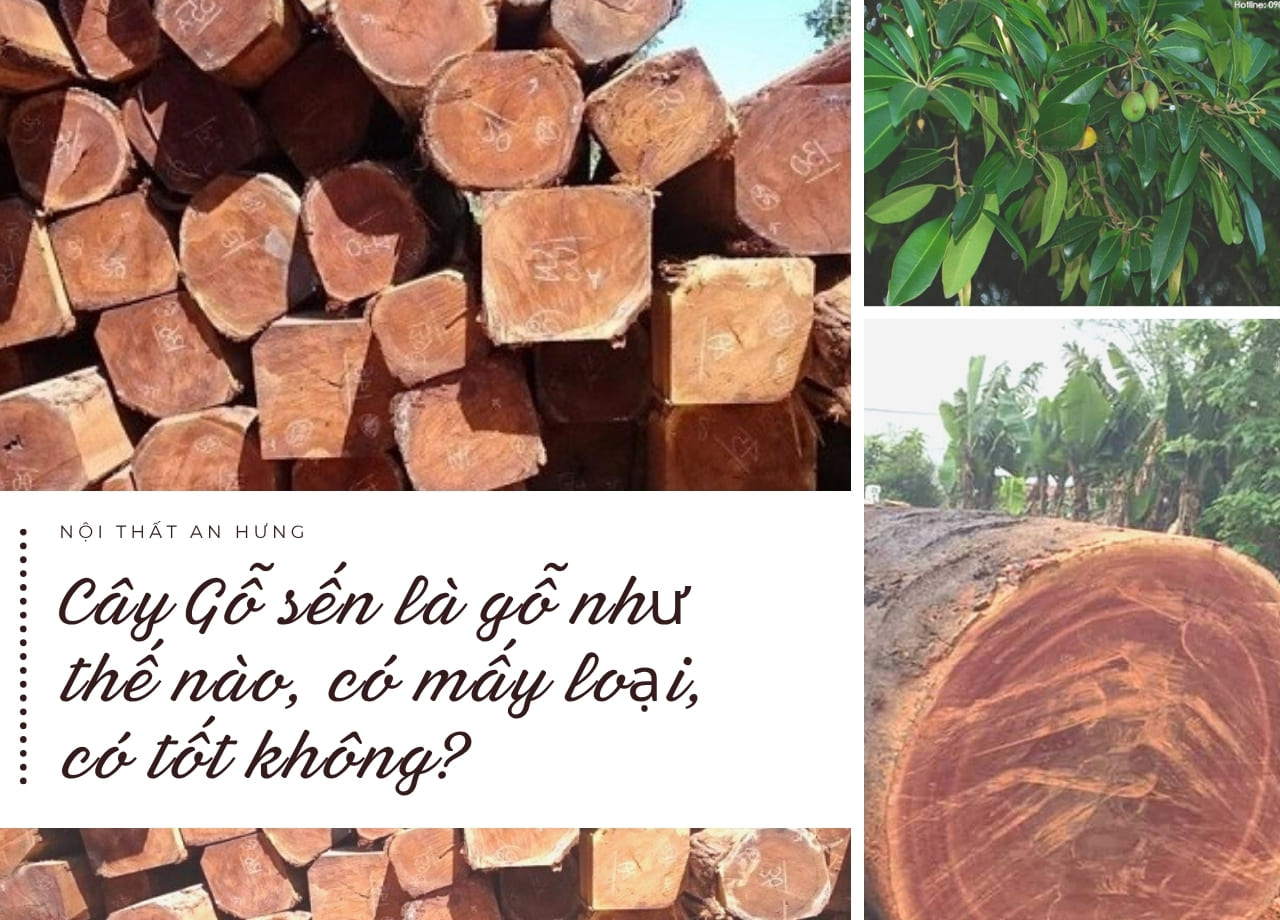 Cây Gỗ sến là gỗ như thế nào, có mấy loại, có tốt không?