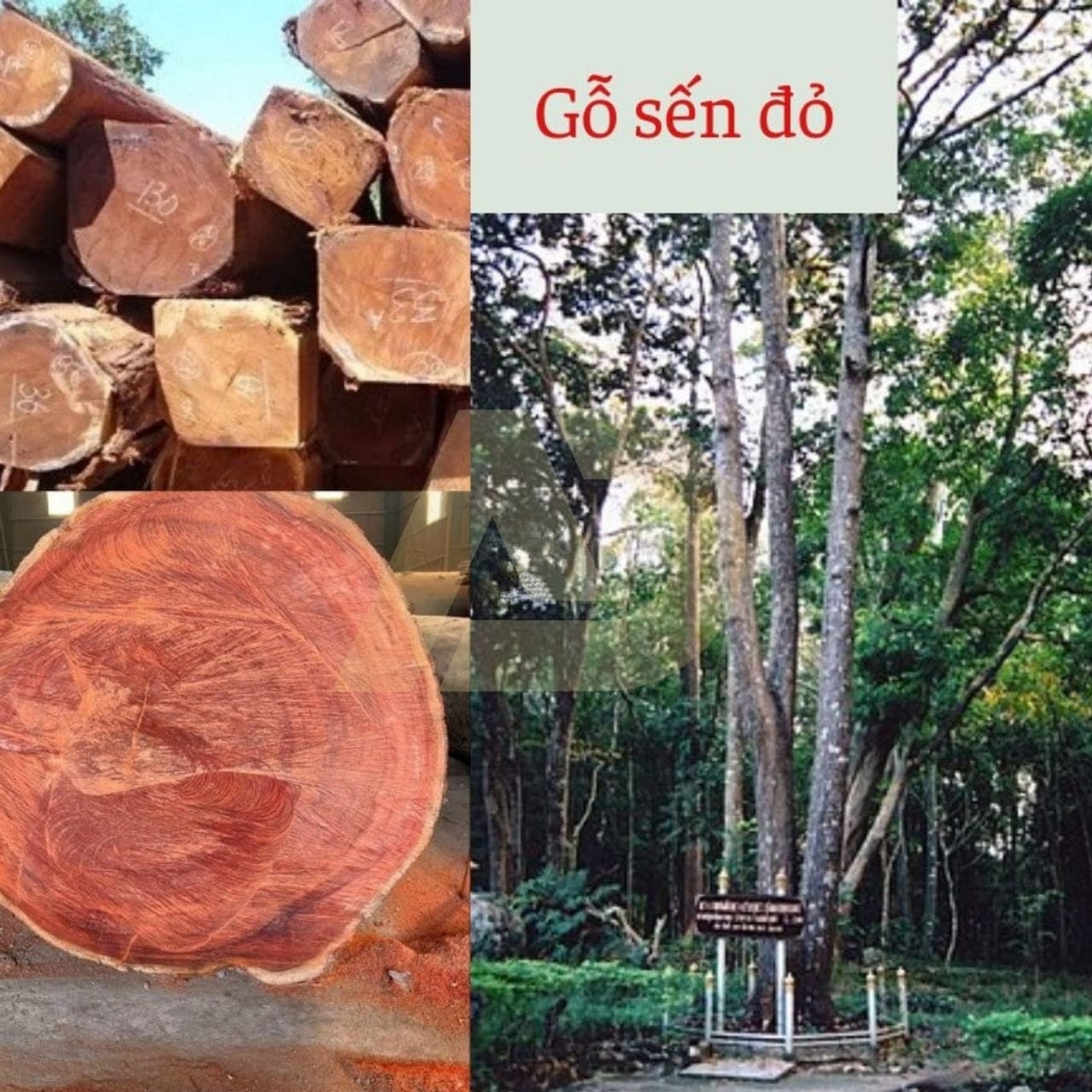 mẫu 4