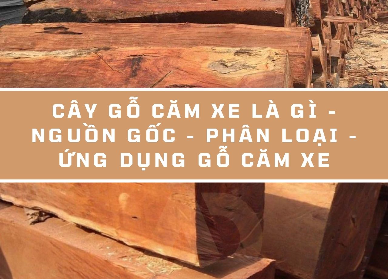 Cây gỗ căm xe là gì - nguồn gốc - phân loại - ứng dụng gỗ căm xe