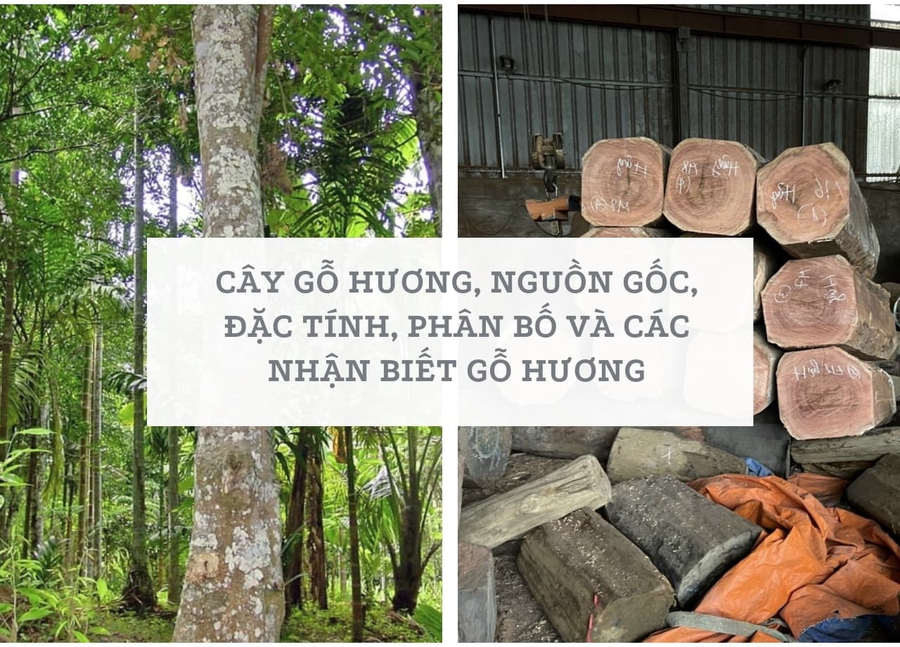 mẫu 1