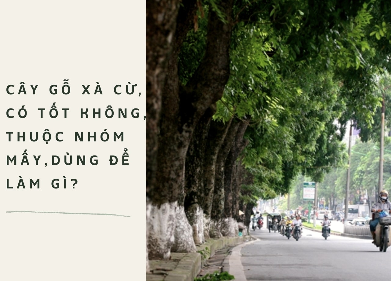 Cây gỗ xà cừ, có tốt không, thuộc nhóm mấy, dùng để làm gì?