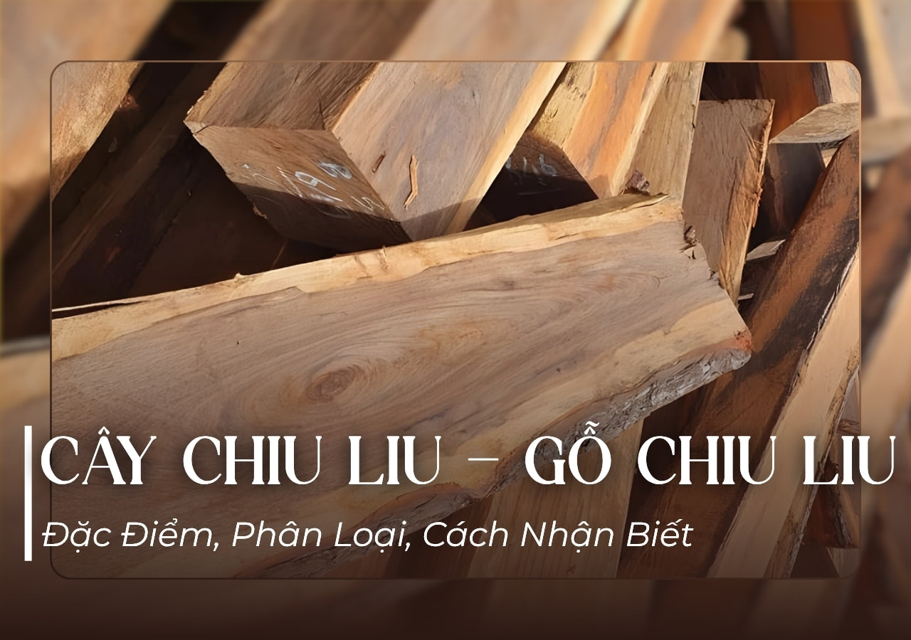 Gỗ chiu liu là gỗ gì? có tốt không, gỗ chiu liu thuộc nhóm mấy?