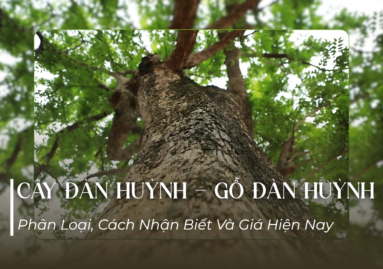 Cây huỳnh đàn? Gỗ huỳnh đàn là gỗ gì, có mấy loại, các phân biệt các loại gỗ huỳnh đàn?
