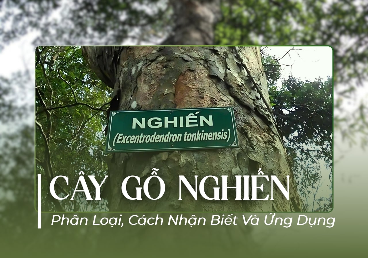 Cây gỗ nghiến? Gỗ nghiến là gỗ gì, thuộc nhóm mấy, có tốt không?