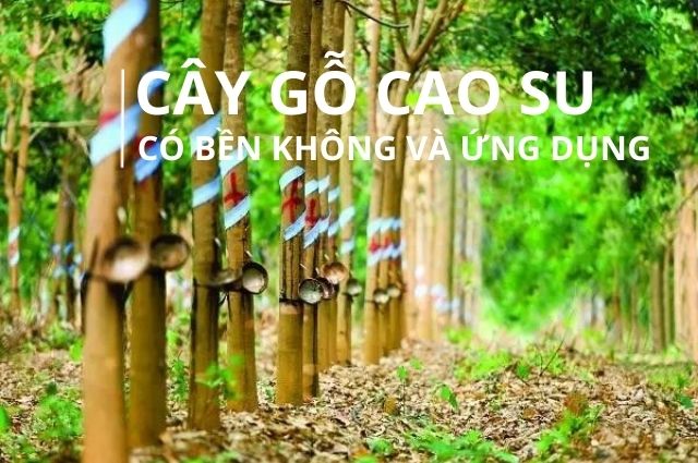 CÂY GỖ CAO SU, CÓ BỀN KHÔNG, ỨNG DỤNG VÀO ĐỜI SỐNG