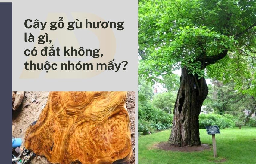 gỗ g&ugrave; hương