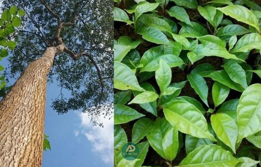 gi&aacute; trị y học